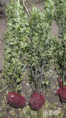 高度200厘米北海道黄杨