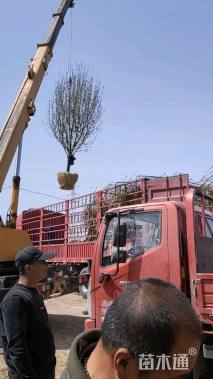 16公分八棱海棠