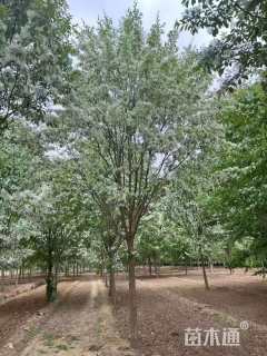 10公分流苏树