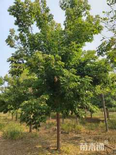 12公分金叶复叶槭