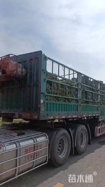 草块状马尼拉草