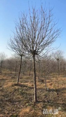 12公分绚丽海棠