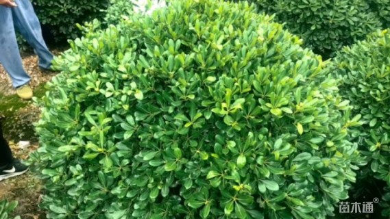 冠幅150厘米海桐球