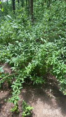 高度80厘米连翘