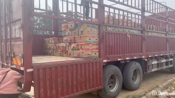 高度30厘米彩叶草