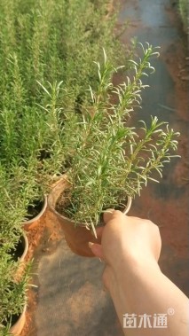 高度20厘米迷迭香