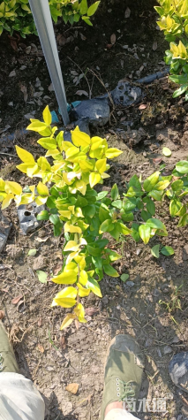 高度25厘米金森女贞