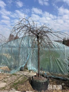 高度250厘米垂枝红梅