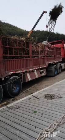 高度250厘米羽毛枫