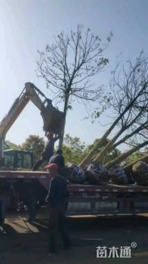 高度150厘米茶花-红露珍