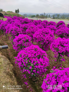 高度200厘米三角梅