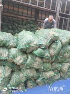 高度20厘米麦冬