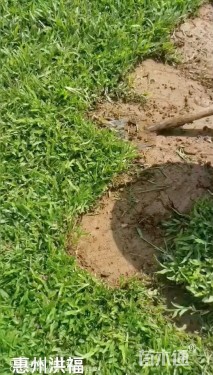 大叶油草