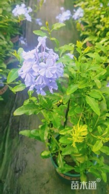 高度40厘米蓝雪花