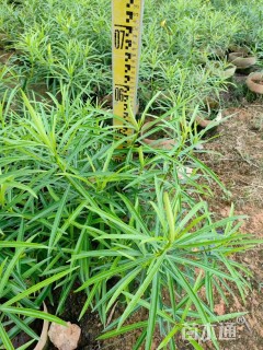 高度80厘米黄花夹竹桃