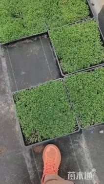 高度3厘米中华景天