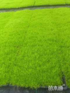 高度5厘米漆姑草