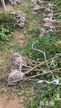 高度200厘米元宝枫小苗