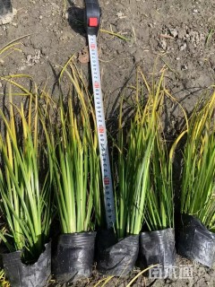 高度25厘米金叶菖蒲