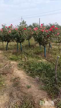 3.5公分树状月季