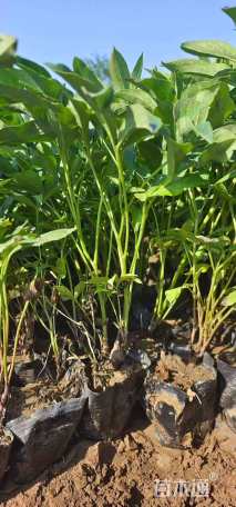 高度50厘米牡丹