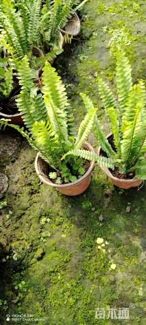 高度20厘米肾蕨