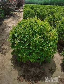 高度80厘米锦带