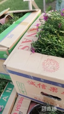 高度20厘米荷兰菊