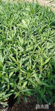 10厘米地被石竹