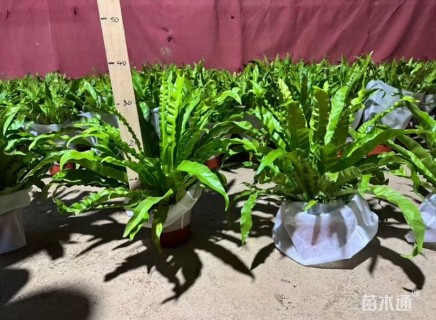 高度20厘米鸟巢蕨