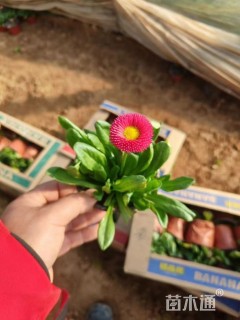 高度10厘米雏菊
