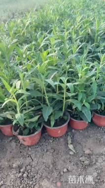 高度20厘米醉鱼草