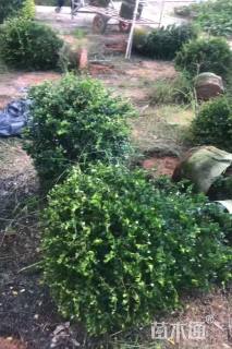 冠幅60厘米福建茶球