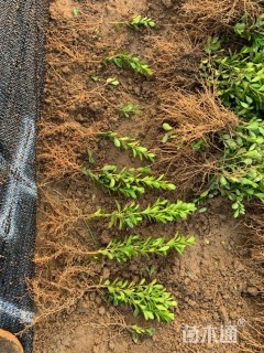 高度10厘米豆瓣黄杨