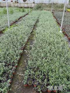 高度20厘米灌从石蚕