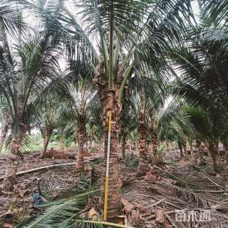 裸干高250厘米椰子