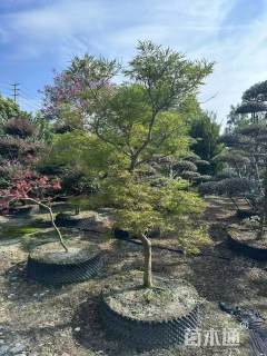 高度150厘米羽毛枫