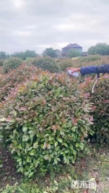 冠幅250厘米红叶石楠球