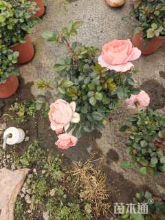 高度25厘米玫瑰