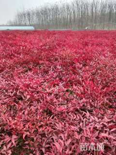 高度70厘米红天竹