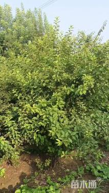高度230厘米丛生榆叶梅