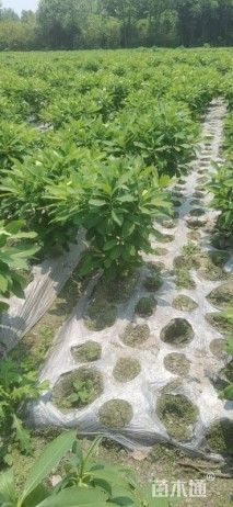 高度75厘米结香