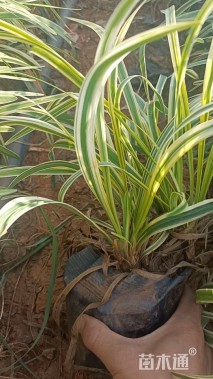 高度25厘米金边麦冬