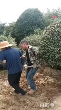 高度100厘米月季