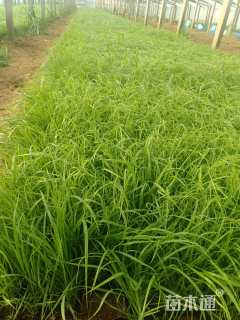 高度20厘米紫穗狼尾草