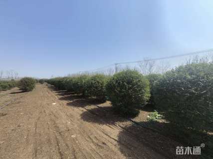 冠幅120厘米小叶女贞球