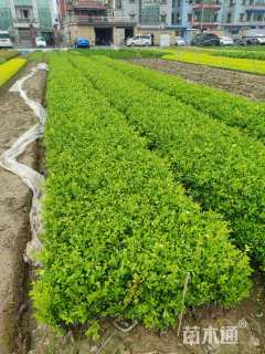 高度30厘米瓜子黄杨