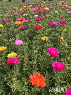 高度11厘米半支莲