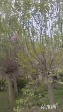 高度160厘米丁香