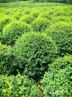 冠幅200厘米小叶女贞球